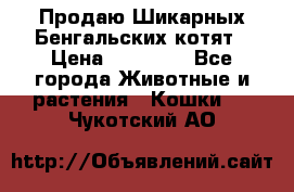 Продаю Шикарных Бенгальских котят › Цена ­ 17 000 - Все города Животные и растения » Кошки   . Чукотский АО